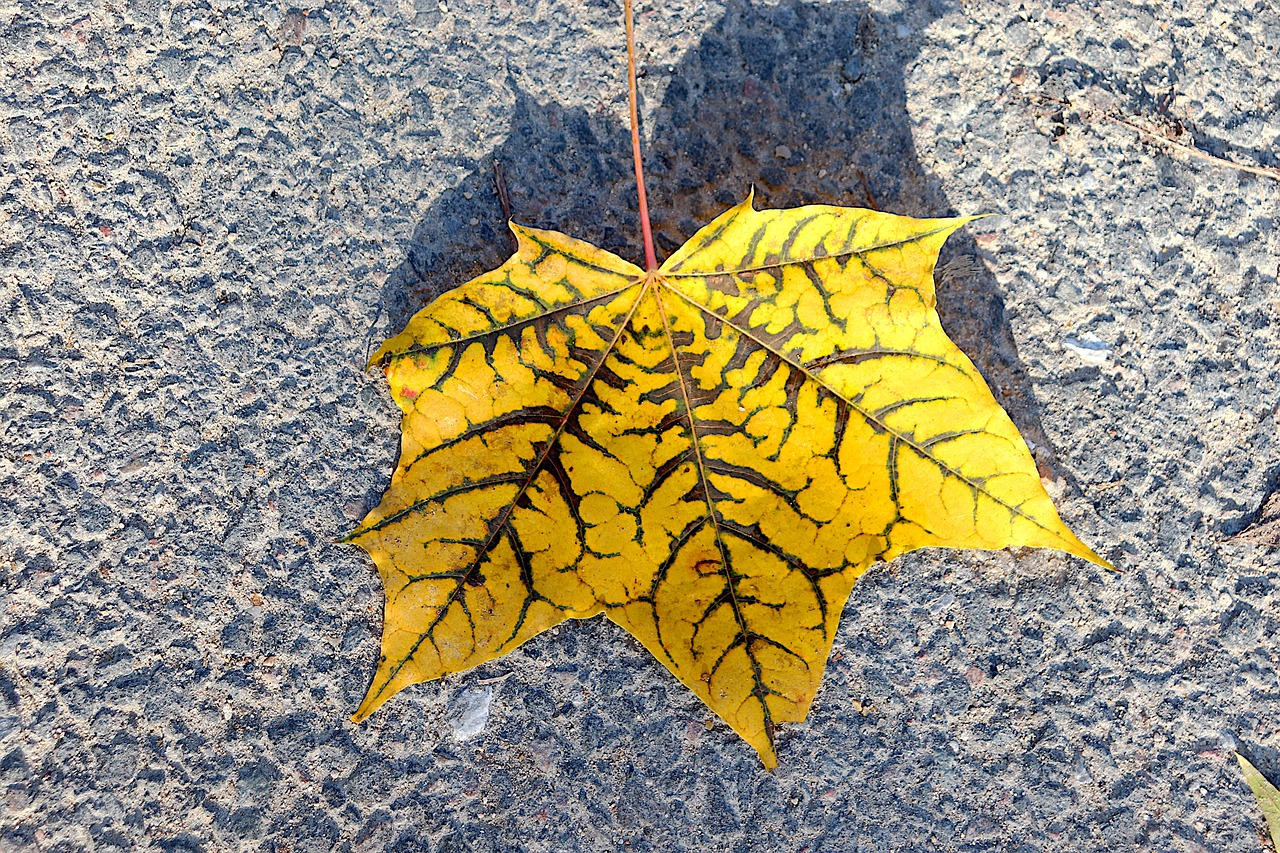 a yellow leaf that is laying on the ground, inspired by Andy Goldsworthy, lichtenberg figure, on a parking lot, vibrant patterns, overhead sun