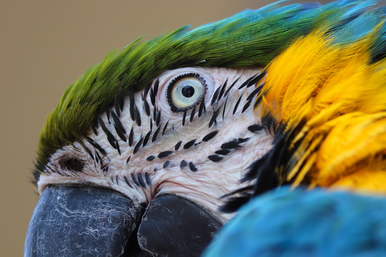 a close up of a colorful parrot's face, inspired by Charles Bird King, photorealism, uhd hyperdetailed photography, taken with my nikon d 3, blue and yellow, intricate wrinkles