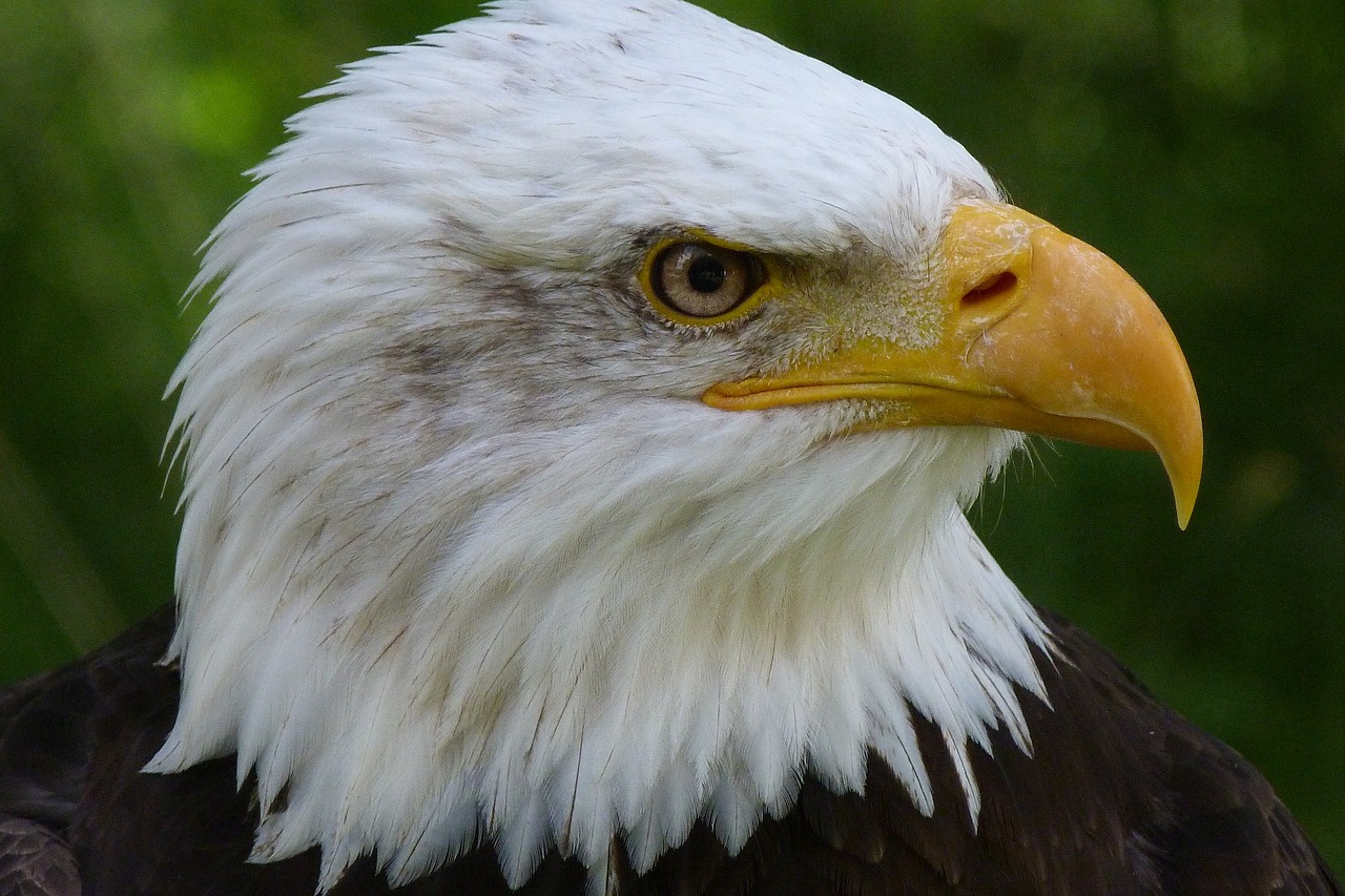 a close up of a bald eagle with a green background, a portrait, by Jan Rustem, pixabay, with a white muzzle, with an eagle emblem, at an angle, 4 k close up