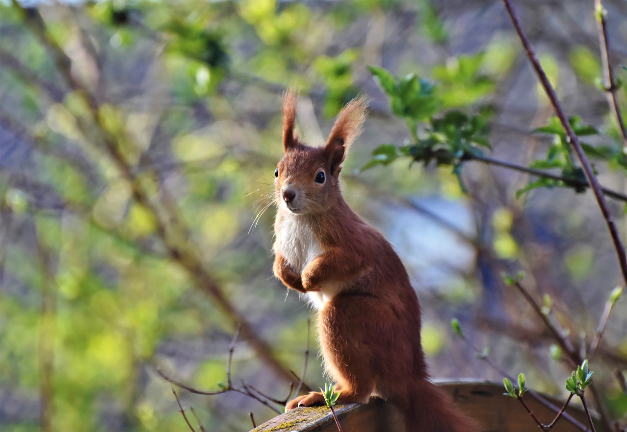 a squirrel sitting on top of a tree branch, by Marten Post, shutterstock, nice spring afternoon lighting, on a pedestal, 4k photo”, waving and smiling