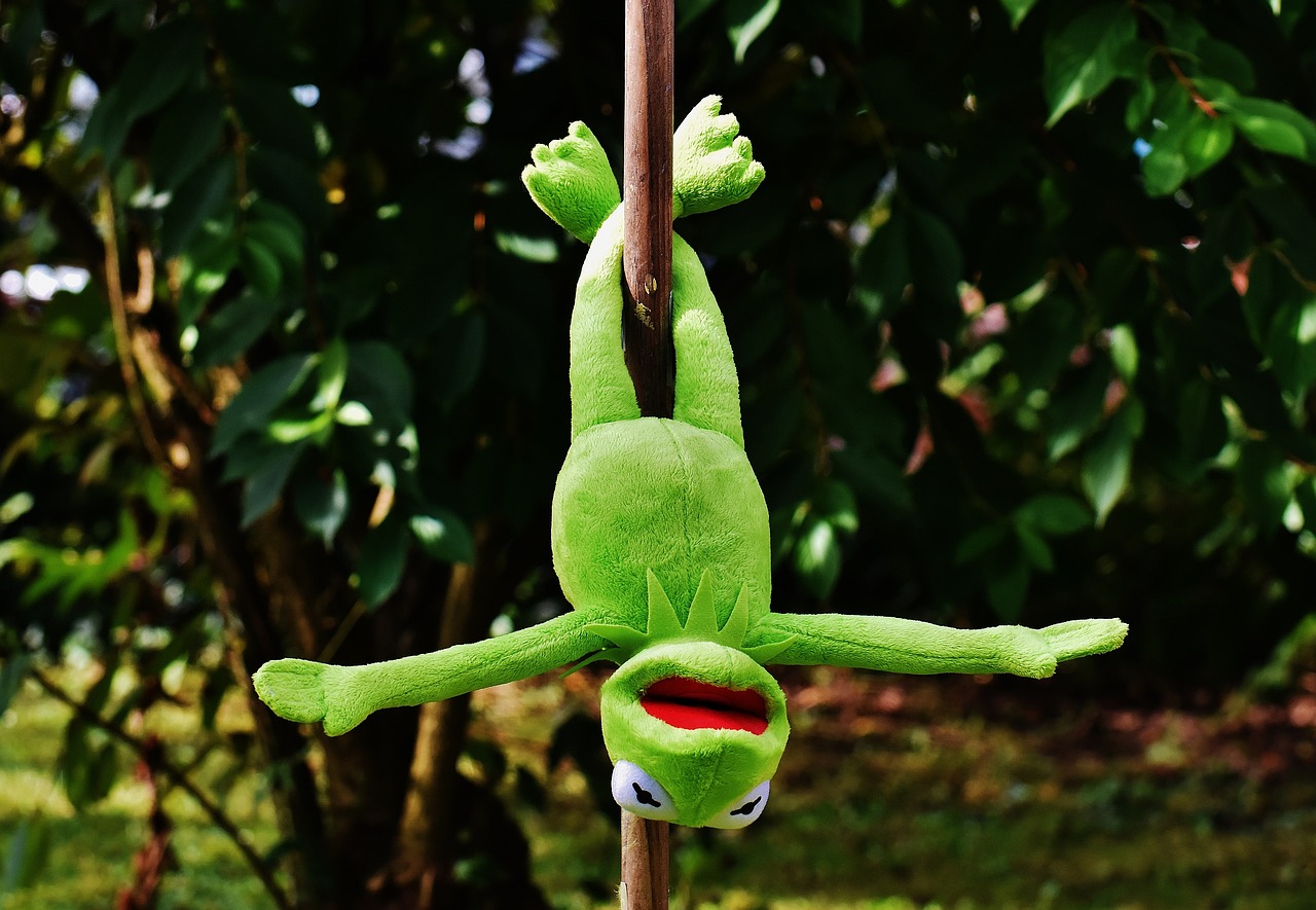 a stuffed frog hanging from a tree branch, inspired by Pál Böhm, flickr, pole dancing, jacksepticeye as a muppet, outdoor photo, parody work