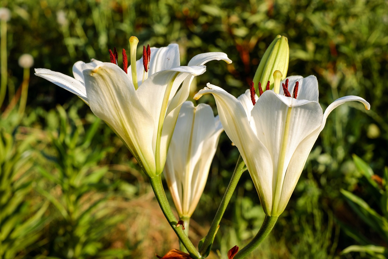 a couple of white flowers sitting on top of a lush green field, a portrait, by Jan Rustem, pixabay, hurufiyya, rubrum lillies, closeup photo, in the early morning, hymenocallis coronaria