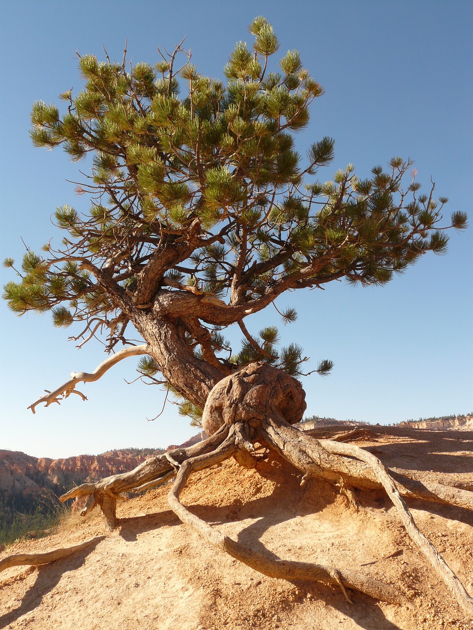 a tree that is sitting on top of a rock, arabesque, utah, pine wood, contorted limbs, tree in the background