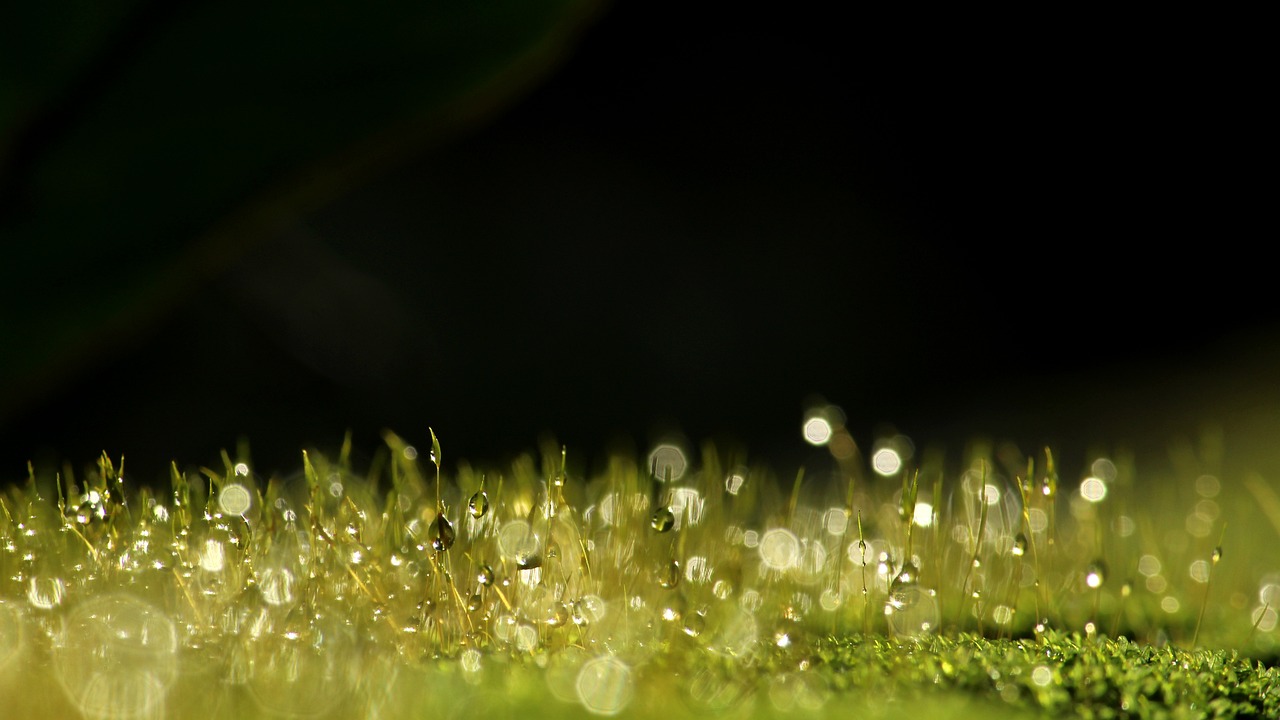 a close up of water droplets on grass, by Attila Meszlenyi, hurufiyya, glowing moss, tiny faeries, closeup cinematic aquatic scene, glitter