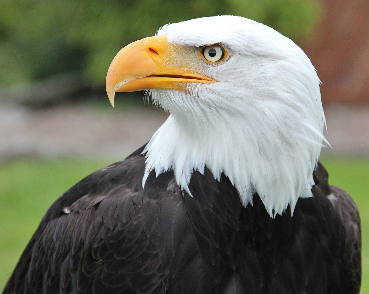 a bald eagle standing on top of a lush green field, a portrait, closeup photo, usa-sep 20, zoo photography, eagle feather