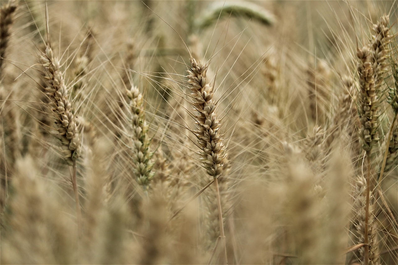 a close up of a bunch of wheat in a field, by Stefan Gierowski, precisionism, closeup 4k, heavy grain-s 150, mid closeup, farmland