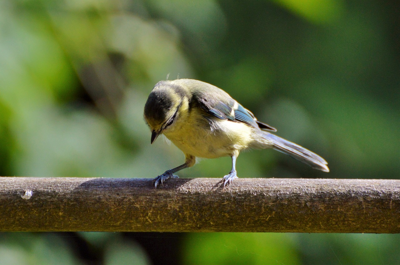 a small bird sitting on top of a tree branch, by Dietmar Damerau, flickr, happening, bending over, on a wooden plate, young female, blue and yellow fauna