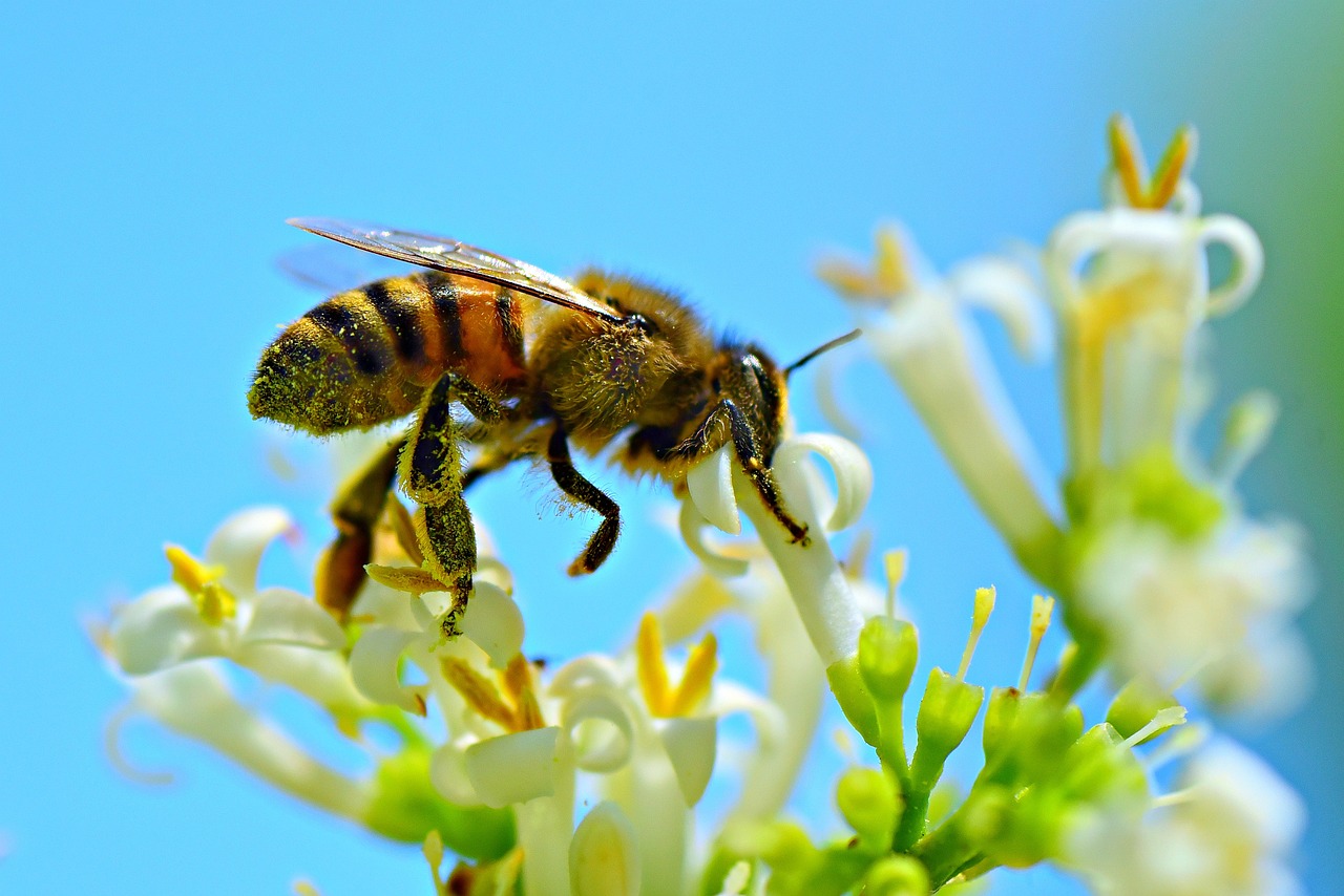 a close up of a bee on a flower, a macro photograph, shutterstock, hurufiyya, beautiful sunny day, true realistic image, swarm, goat