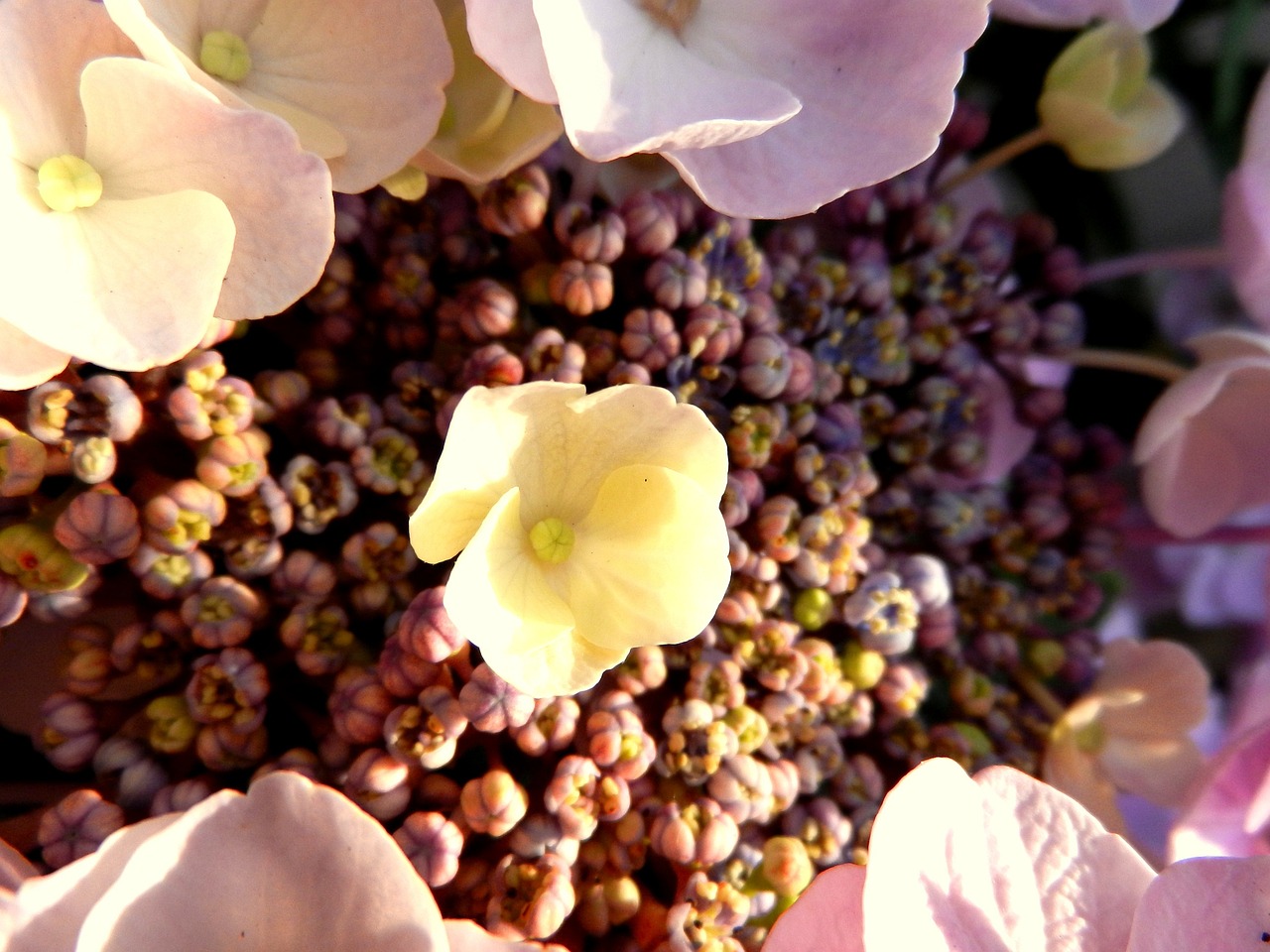 a close up of a bunch of flowers, a picture, by Linda Sutton, flickr, hydrangea, tiny details, pink and yellow, earthy light pastel colours