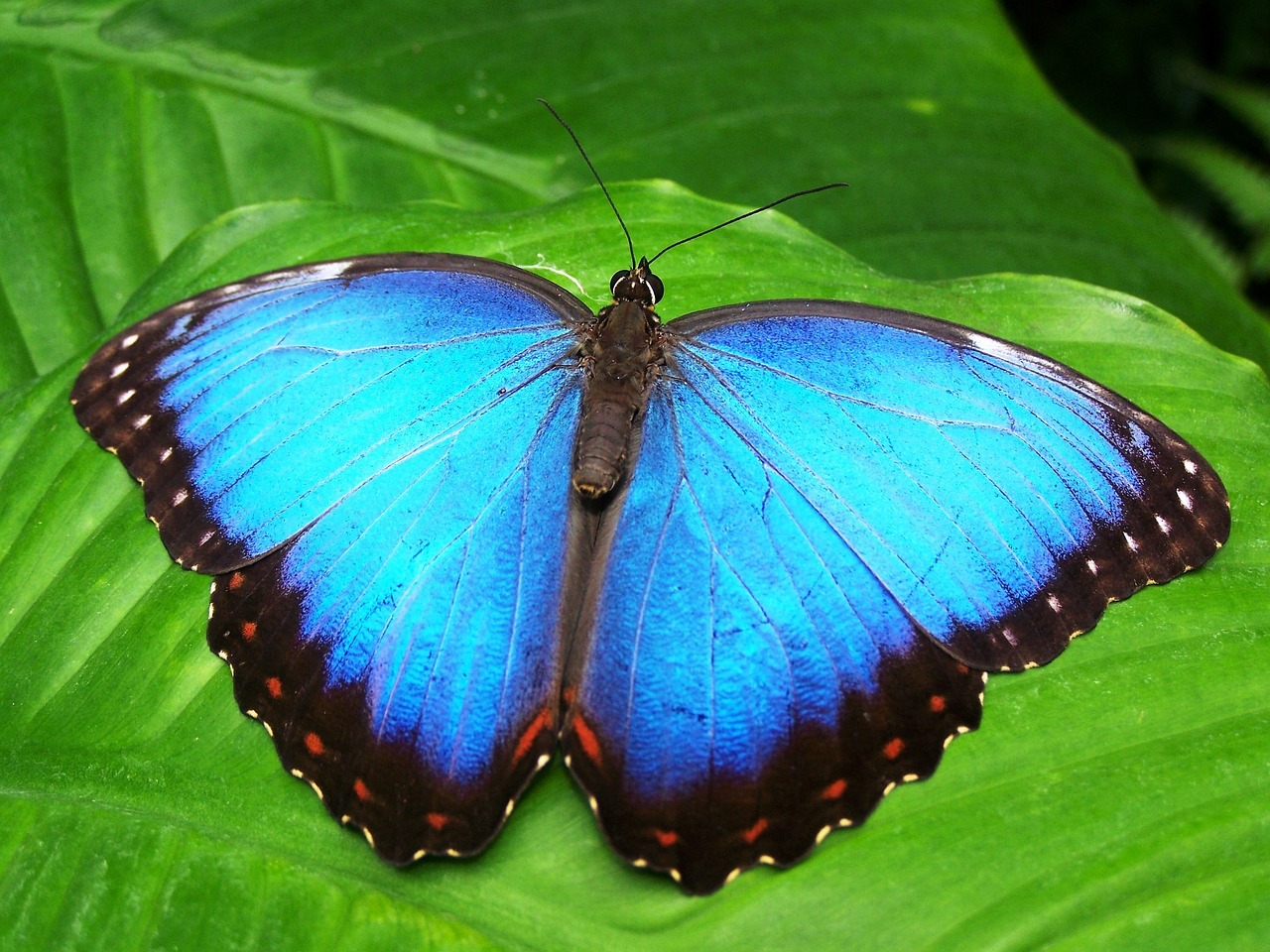 a blue butterfly sitting on top of a green leaf, by Jon Coffelt, flickr, symmetrical!, the butterfly goddess of fire, amazonian, glowing blue by greg rutkowski