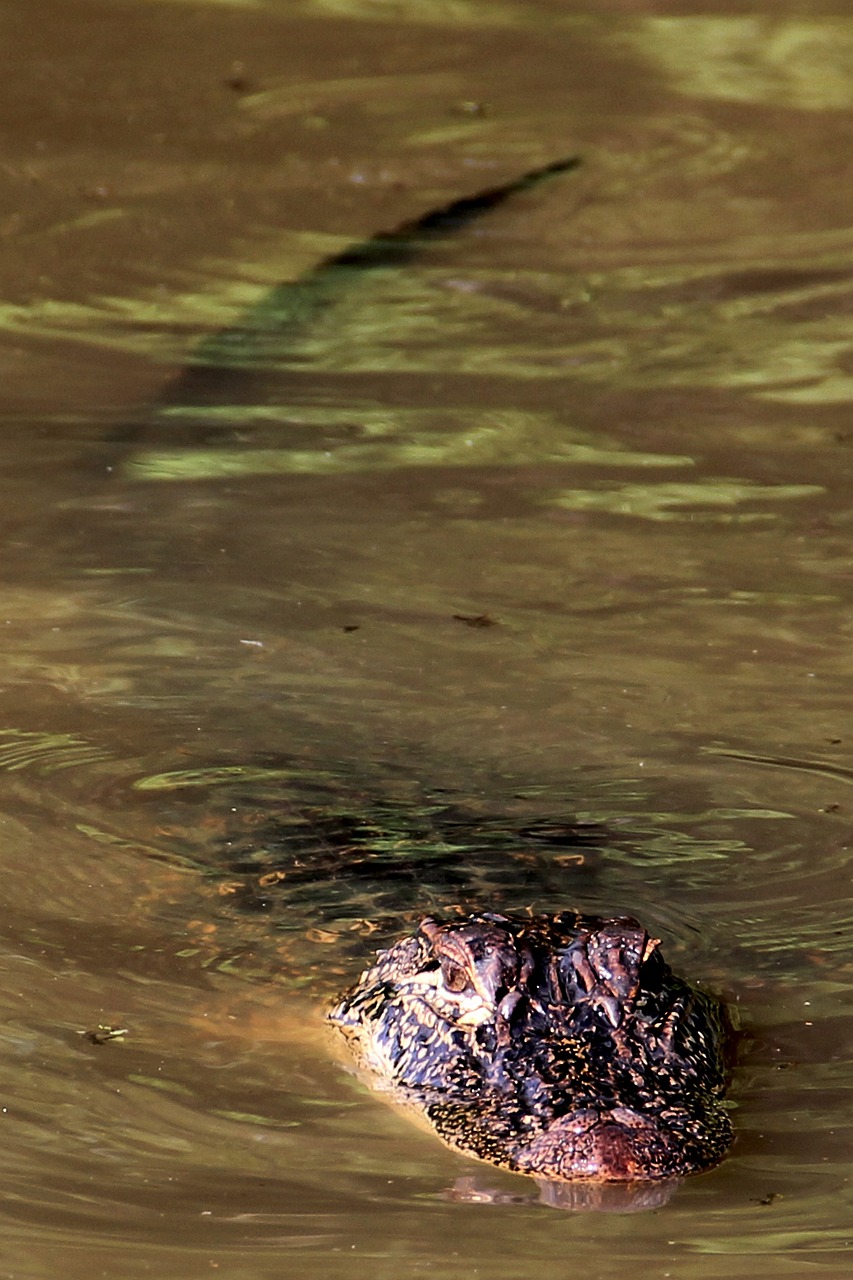 a close up of a rock in a body of water, a portrait, by Tom Carapic, hurufiyya, alligator, taken with my nikon d 3, flash photo, swimming