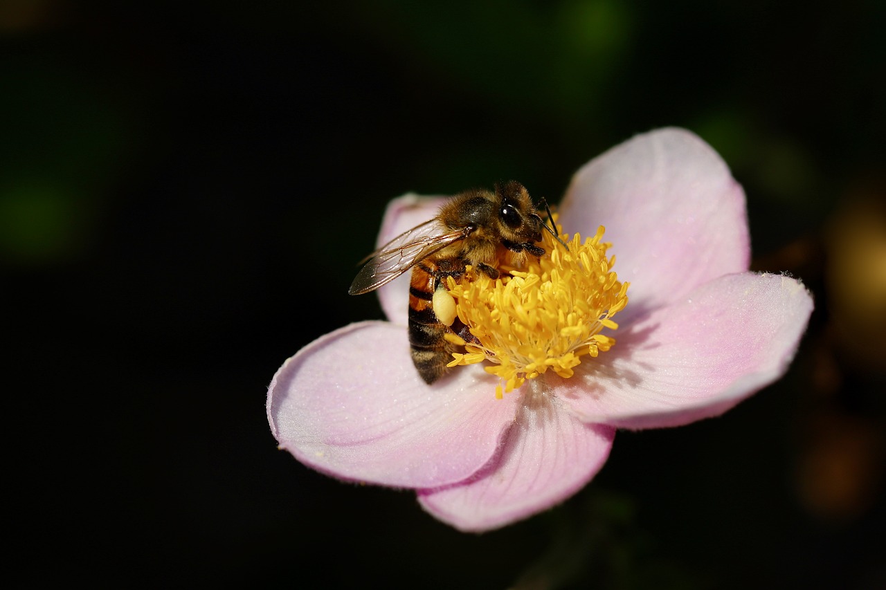 a bee sitting on top of a pink flower, a macro photograph, hurufiyya, 2 0 2 2 photo