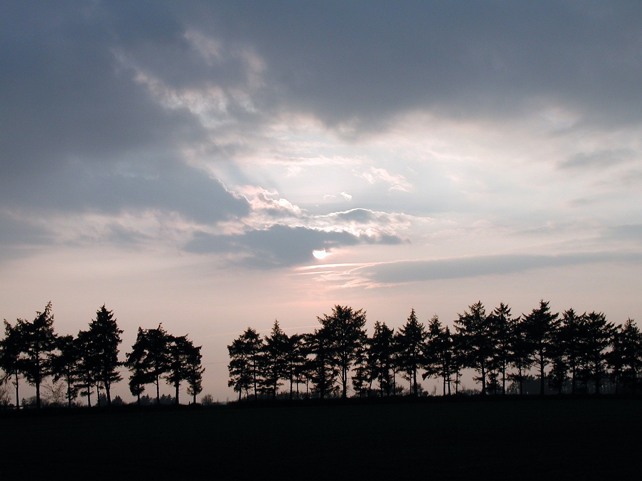 a group of trees sitting on top of a lush green field, by Maki Haku, flickr, romanticism, sunset kanagawa prefecture, dark pine trees, in a row, overcast flat midday sunlight