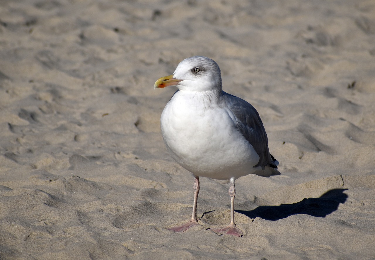 a white bird standing on top of a sandy beach, a portrait, san francisco, annoyed, closeup photo, uncropped