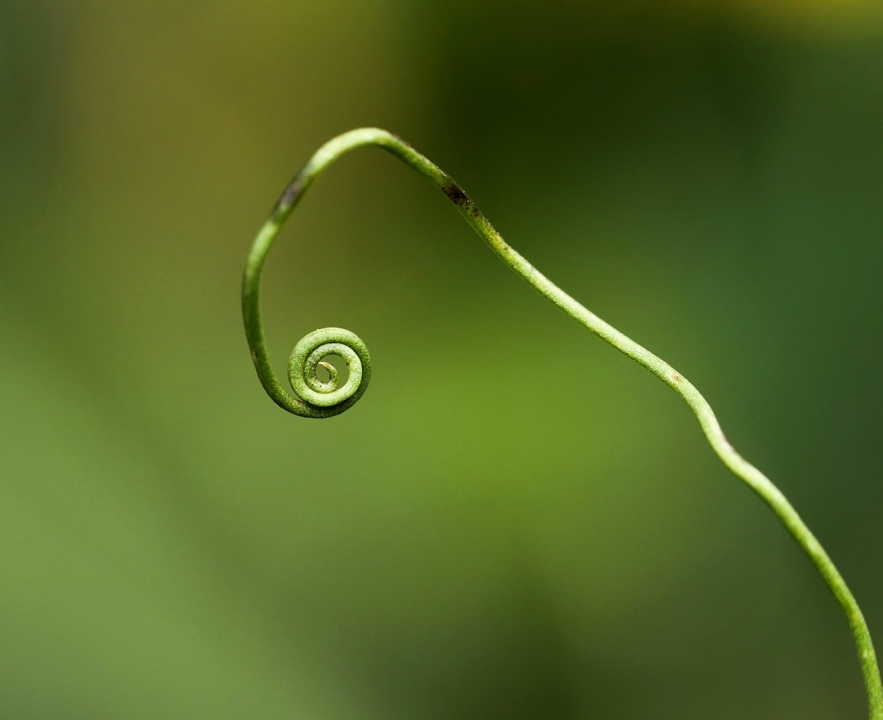 a close up of a plant with a spiral shape, by Jan Rustem, minimalism, inner ear, vine art, little remaining, forest details