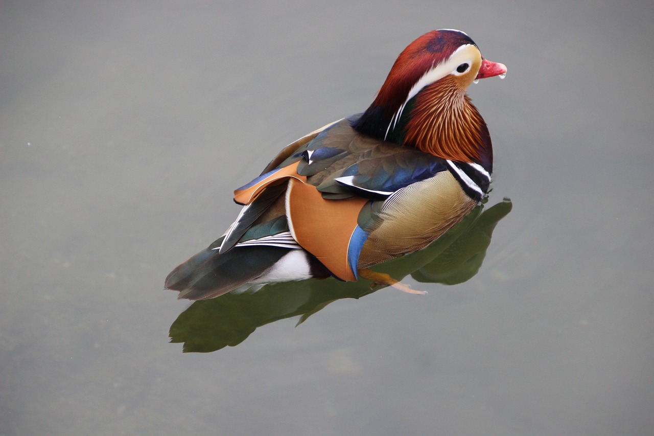 a duck floating on top of a body of water, a portrait, by Jan Rustem, flickr, professional paint job, imari, satin, shot on 1 5 0 mm