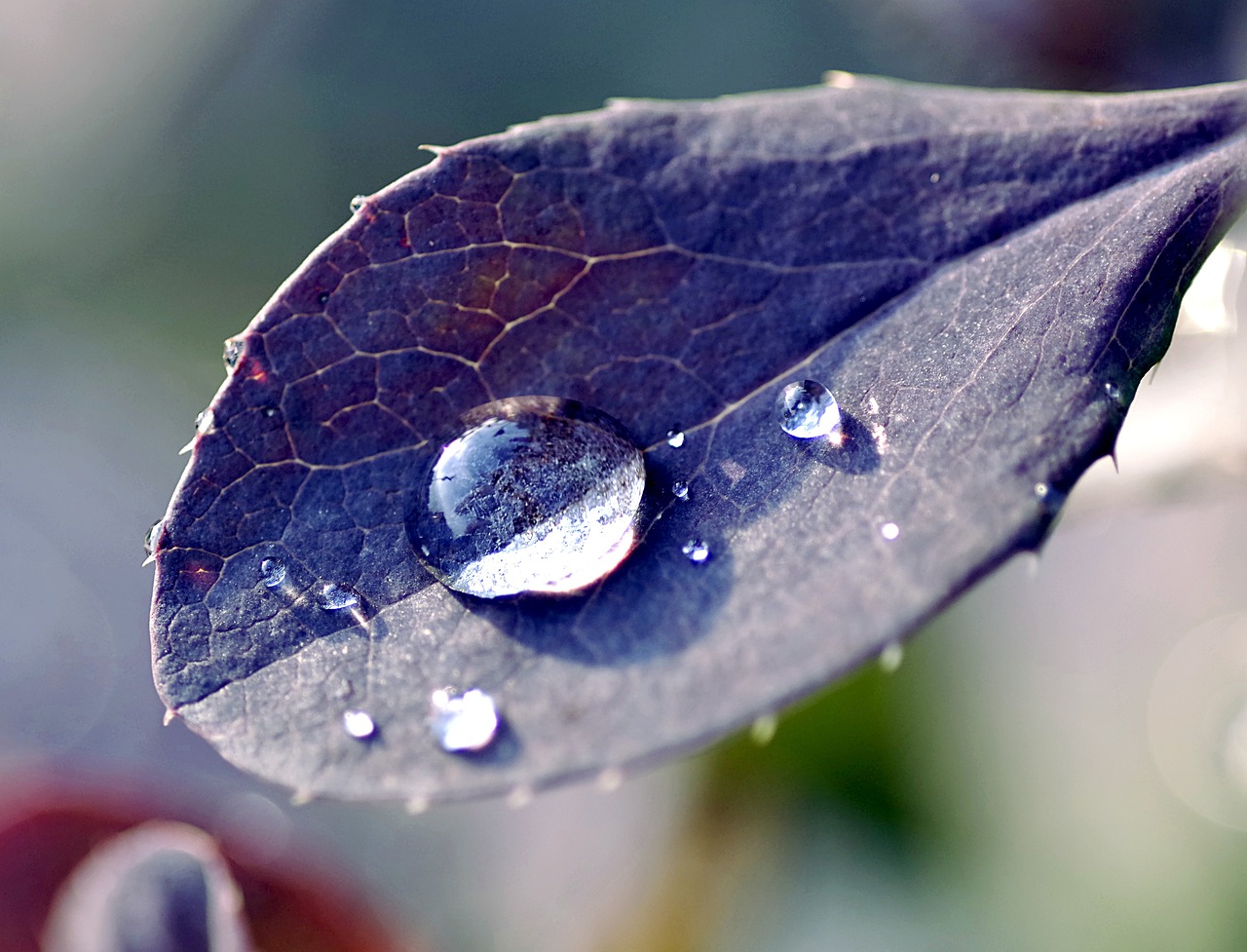 a close up of a leaf with water droplets on it, by Tom Carapic, pixabay, salvia, tear drop, micro detail 4k, purple rain