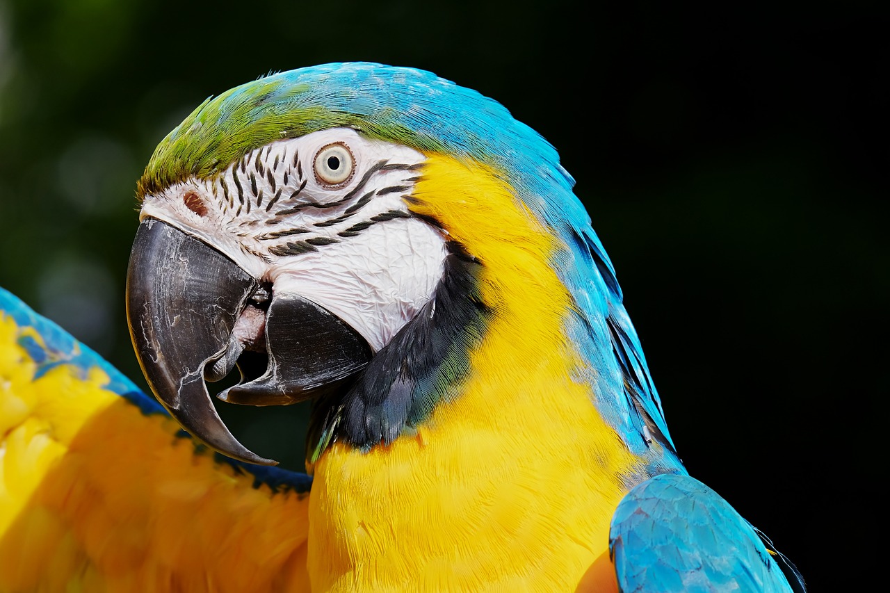 a close up of a blue and yellow parrot, inspired by Charles Bird King, trending on pixabay, sumatraism, colourful 4 k hd, round portruding chin, no words 4 k, strong defined jaw