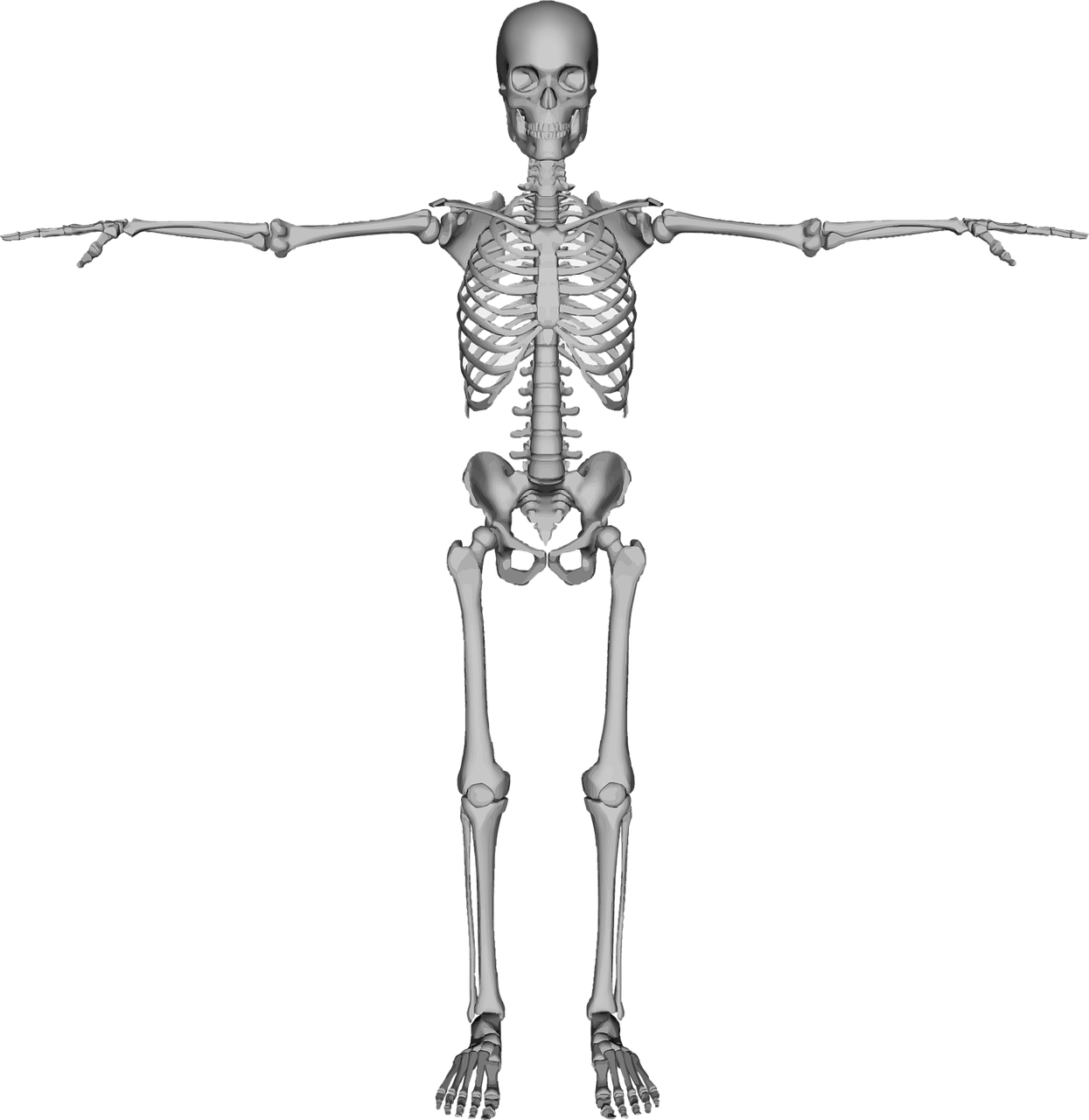 a black and white photo of a skeleton, a raytraced image, by Andrei Kolkoutine, zbrush central, zoomed out full body, fully symmetrical, medical imaging, upper body avatar