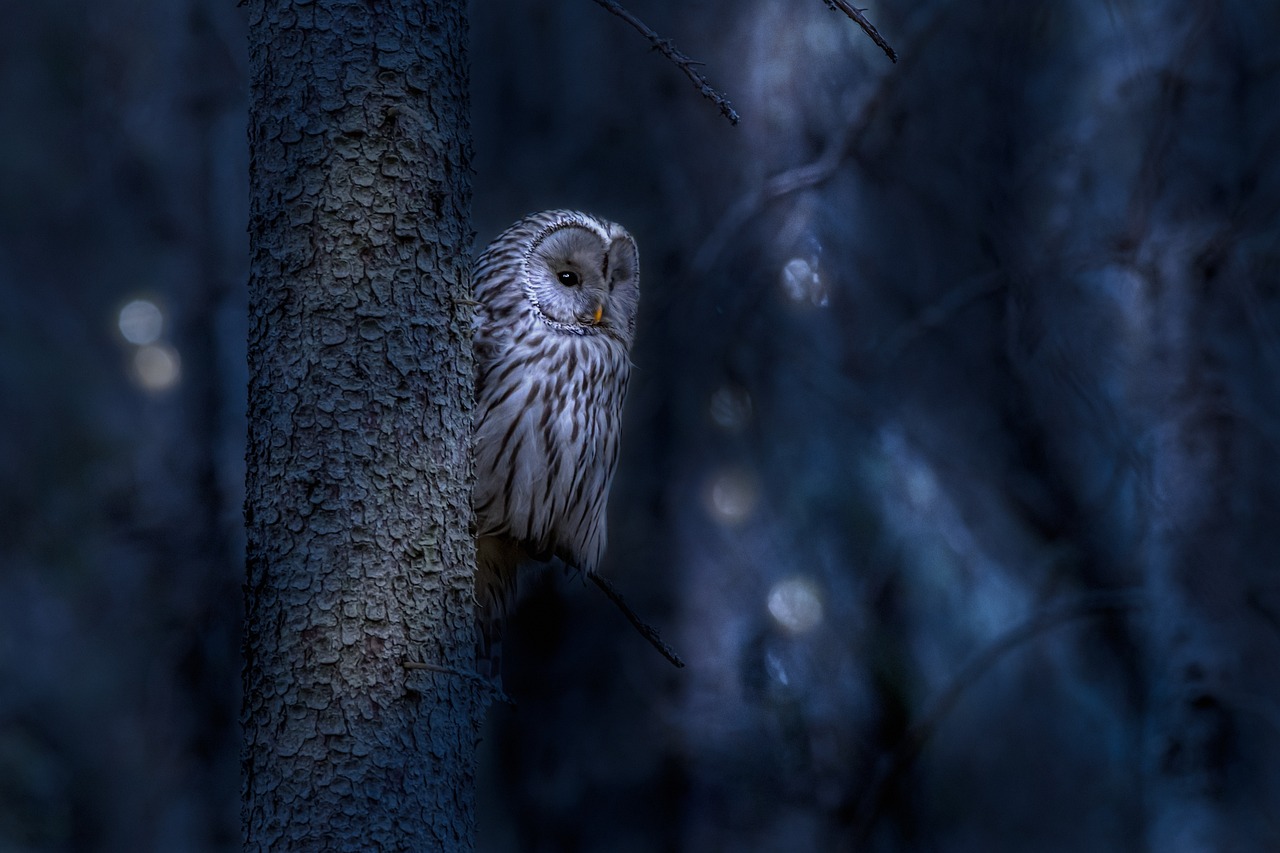 a white owl sitting on top of a tree, a portrait, by Harald Giersing, shutterstock contest winner, quiet forest night scene, dramatic morning light, blue toned, taken with canon 5d mk4