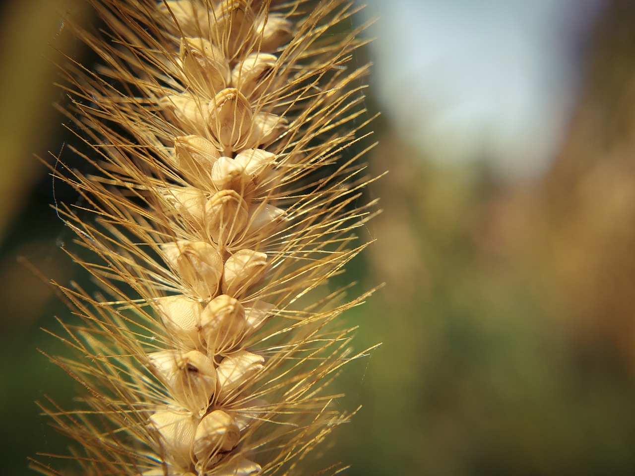 a close up of a stalk of wheat, shot with premium dslr camera, phone photo, grain”