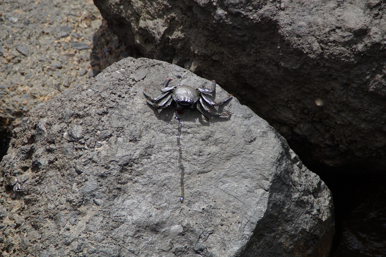 a crab that is sitting on a rock, hurufiyya, volcanic skeleton, scorpions, photo taken from far away, ellora