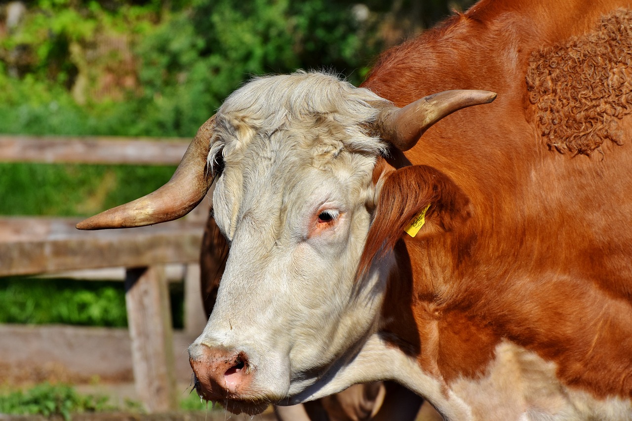 a brown and white cow standing next to a wooden fence, a picture, by Karel Štěch, trending on pixabay, renaissance, face of an ox, white and orange breastplate, close up head shot, an old lady with red skin