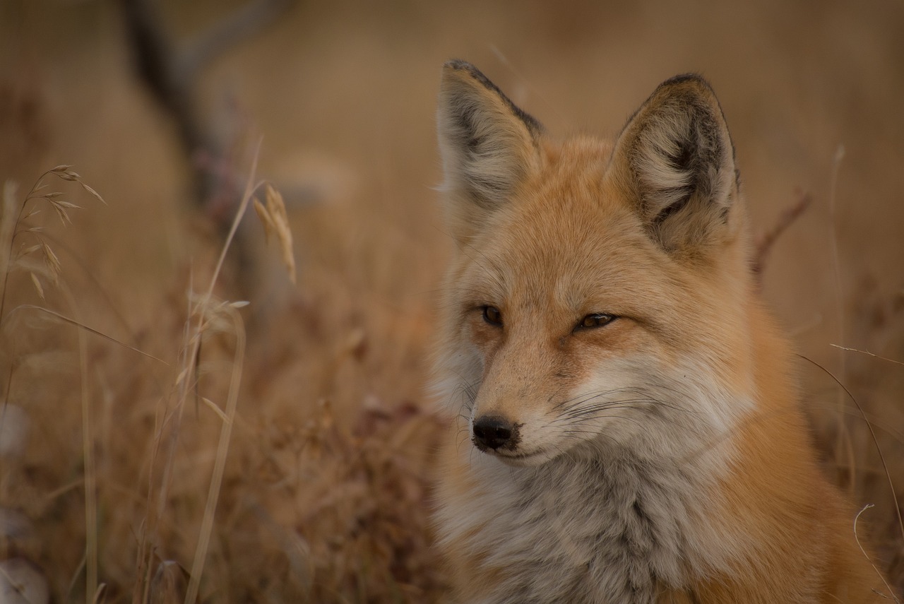 a fox that is sitting in the grass, a portrait, tonalism, mongolia, wildlife photo