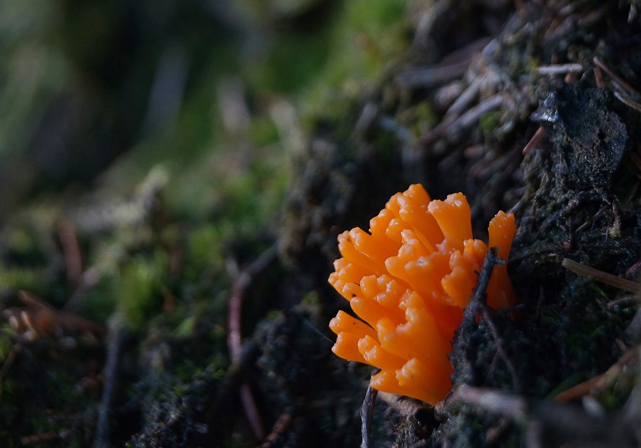a close up of a small orange mushroom on a tree, a macro photograph, hurufiyya, slime mold forest environment, still from a nature documentary, in an arctic forest, ultra realistic