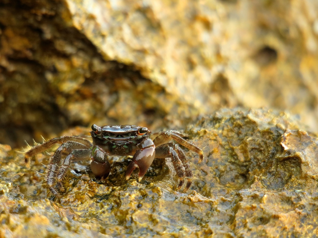 a crab that is sitting on a rock, a macro photograph, hurufiyya, water eyes, some glints and specs, arabella mistsplitter, closeup photo
