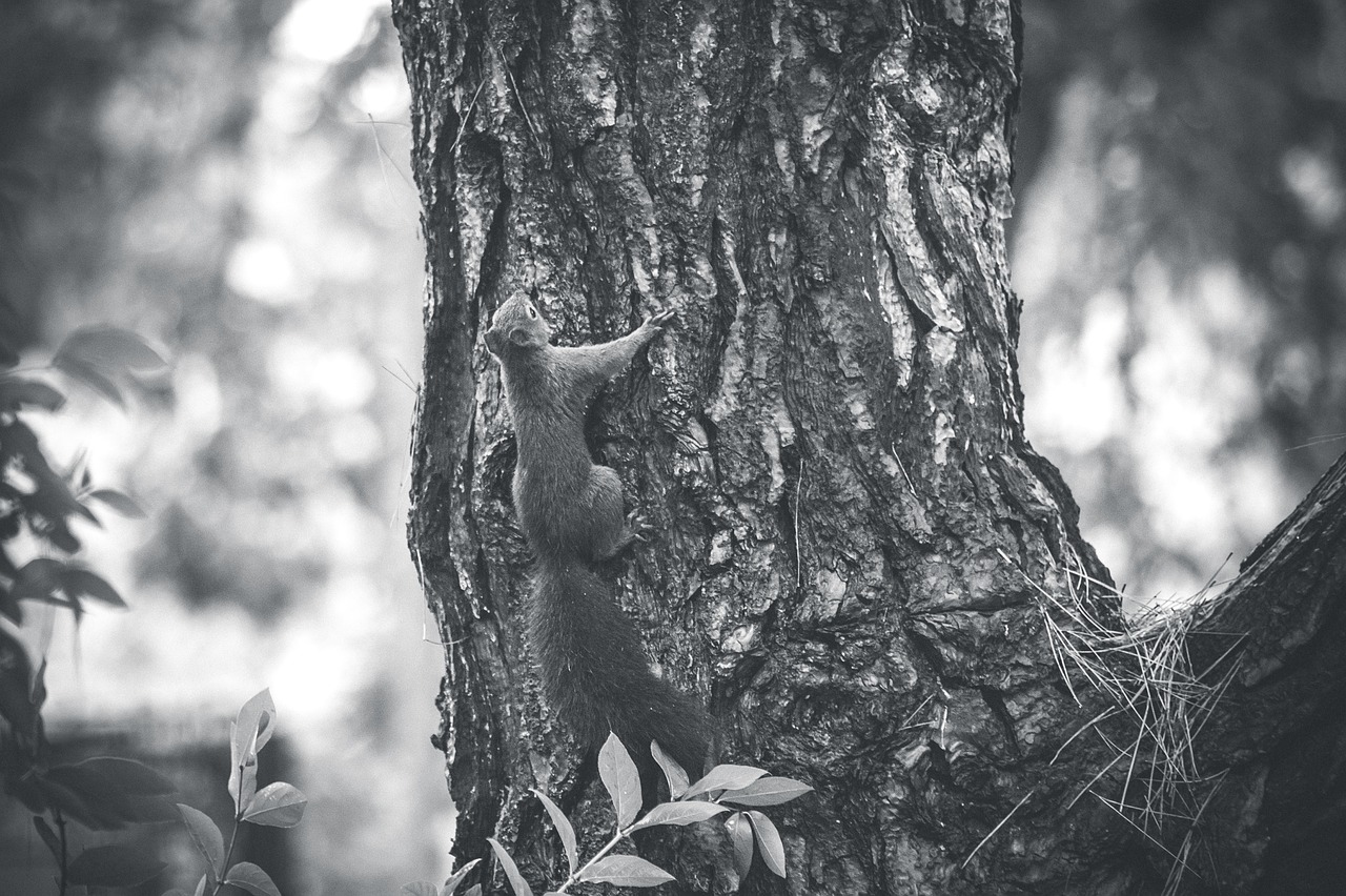 a black and white photo of a squirrel on a tree, a photo, touching tree in a forest, high resolution details, tail, gritty feeling