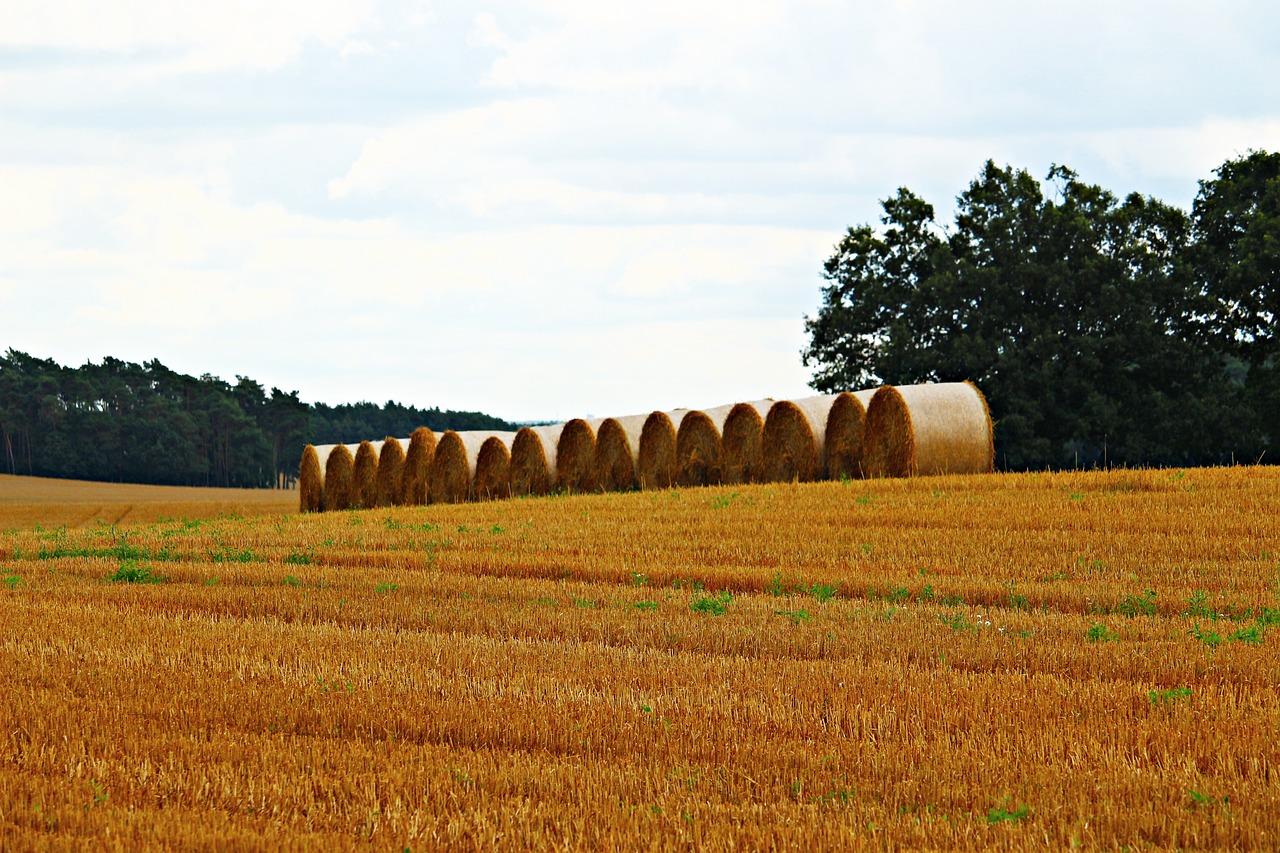 hay bales in a field with trees in the background, a picture, inspired by David Ramsay Hay, pixabay, land art, golden curve structure, in a row, taken with my nikon d 3, stock photo