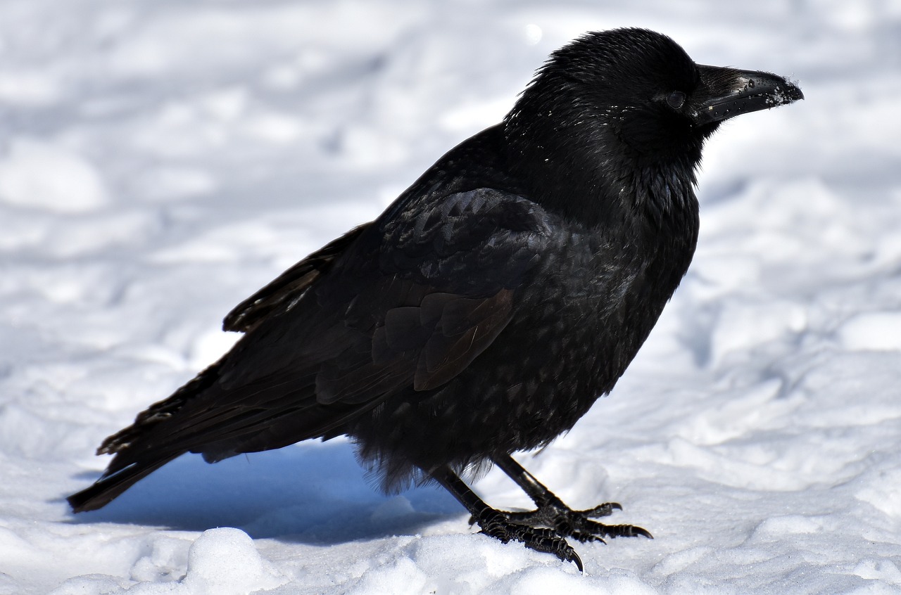 a black bird is standing in the snow, trending on pixabay, renaissance, long raven hair, detailed with shadows, closeup 4k, knee