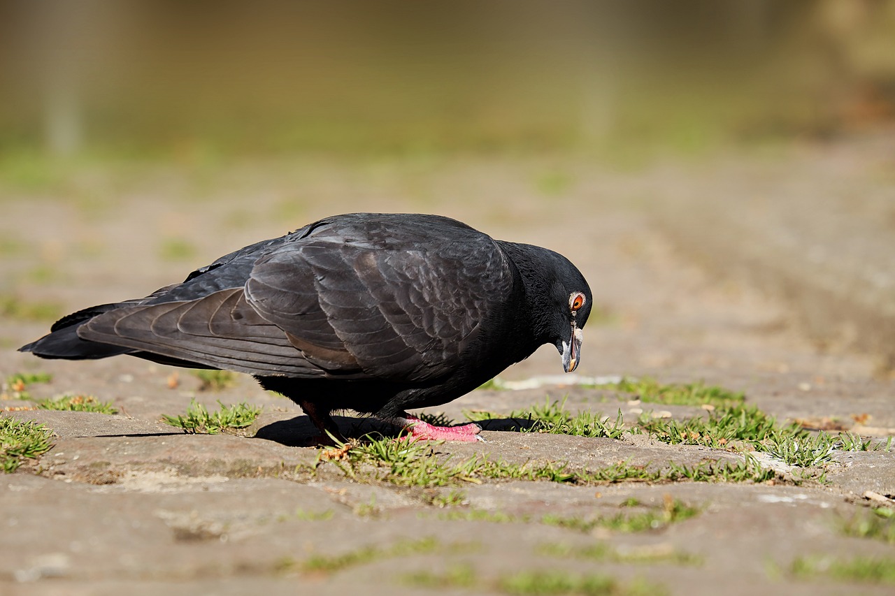 a close up of a bird on the ground, by Jan Tengnagel, shutterstock, renaissance, eating, black quick, side view of a gaunt, sunlit