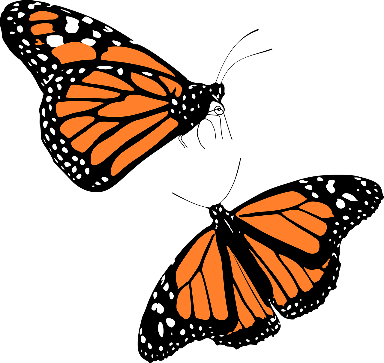 two monarch butterflies on a black background, vector art, digital art, rotated left right front back, zoomed out shot, background image, no outline