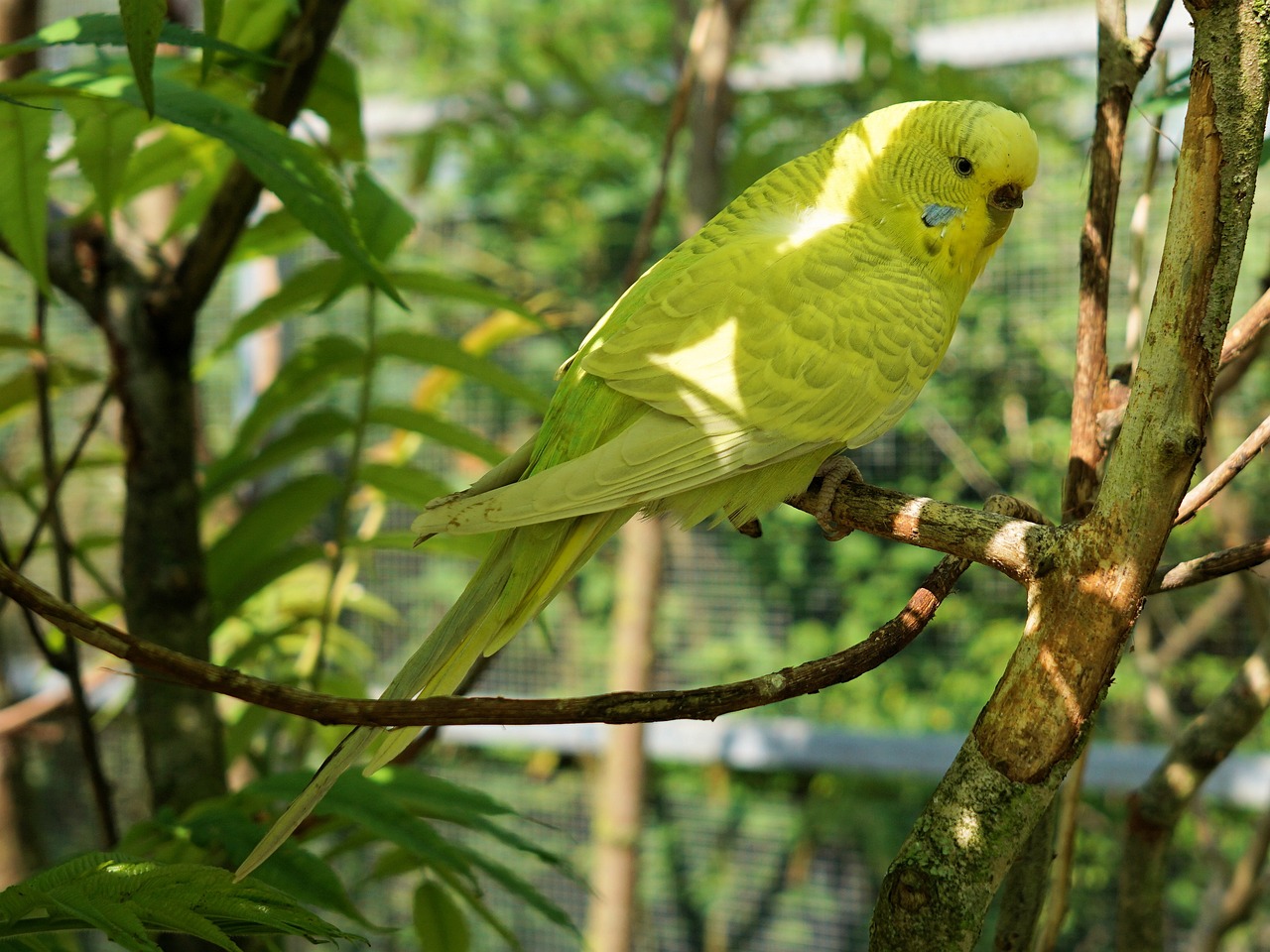 a yellow bird sitting on top of a tree branch, a portrait, green skin with scales, pet, vanilla - colored lighting, a bald
