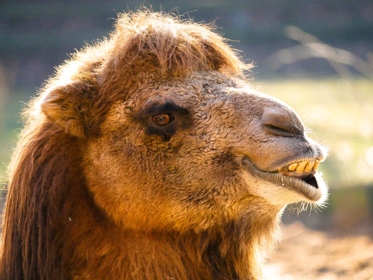 a close up of a camel with its mouth open, a picture, shutterstock, hurufiyya, lama with dreadlocks, fierce expression 4k, australian, wallpaper - 1 0 2 4