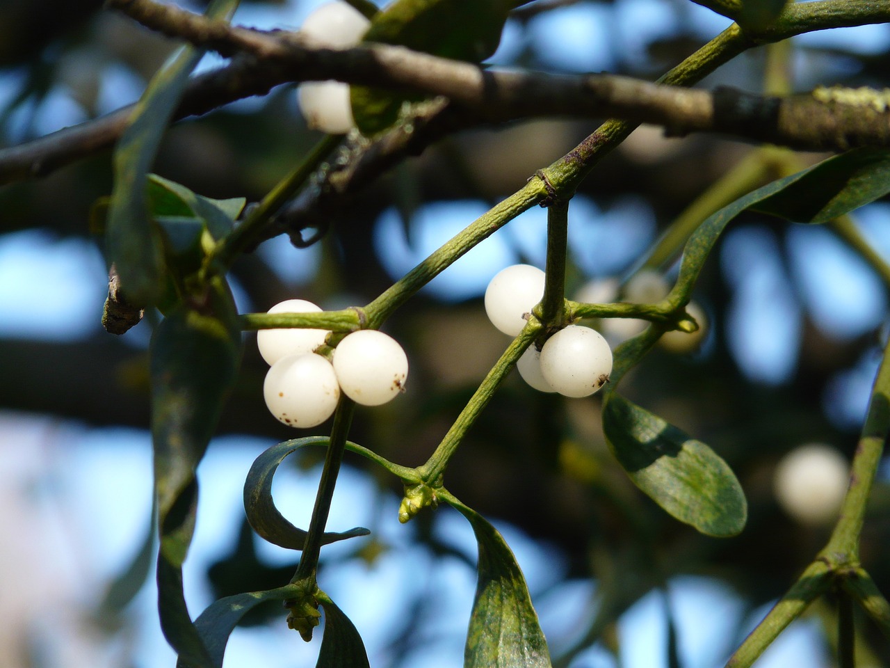 a bunch of white berries hanging from a tree, by Robert Brackman, hurufiyya, tea, jewelry pearls, glossy white, here is one olive