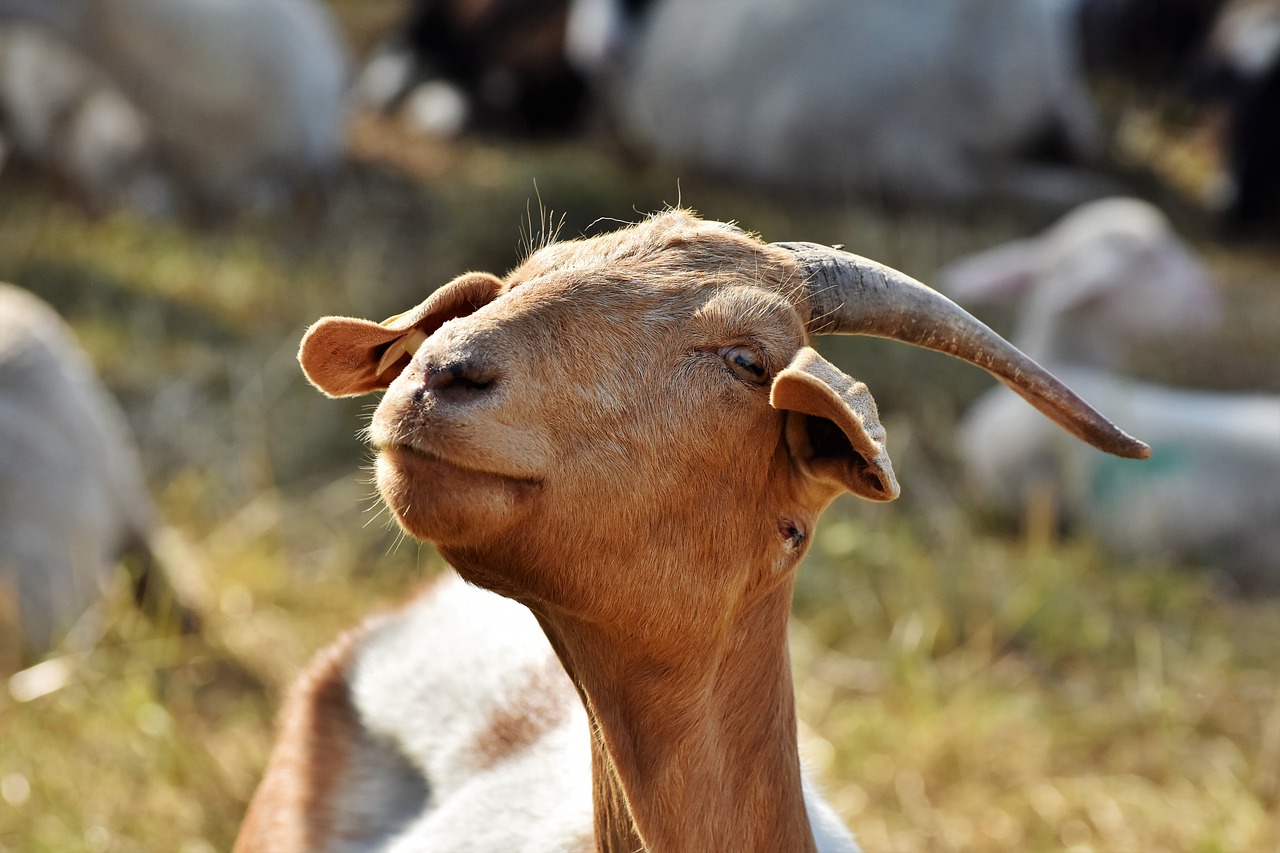 a goat that is standing in the grass, a picture, shutterstock, closeup at the face, sickle, having fun in the sun, amber