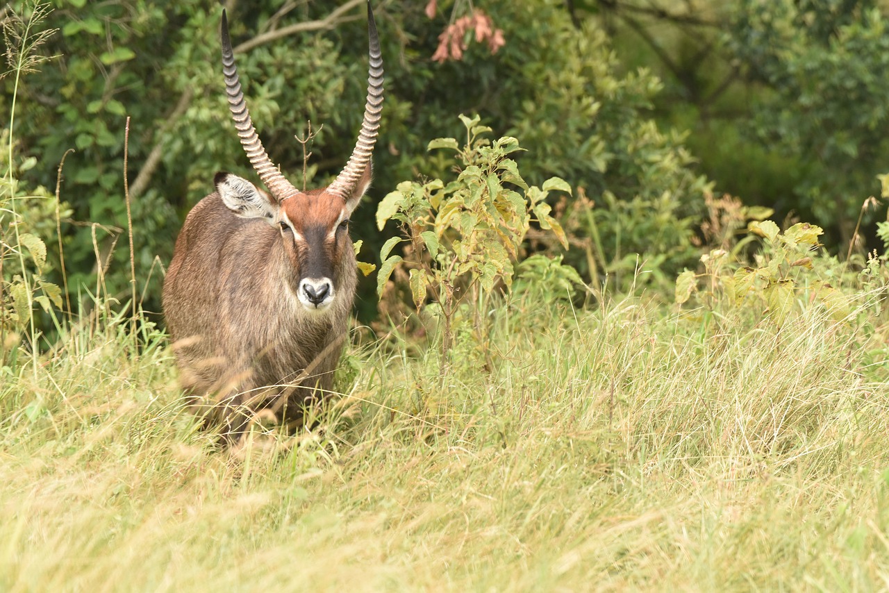 a large antelope standing on top of a lush green field, a portrait, by Dietmar Damerau, shutterstock, sharp focus - h 8 0 0, large horned tail, handsome male, hiding in grass