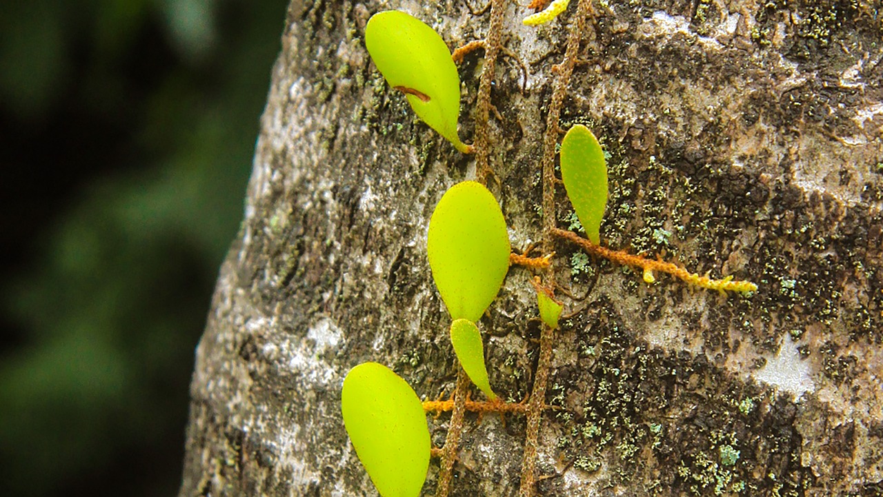 a close up of a plant growing on a tree, by Robert Brackman, flickr, vines along the jungle floor, protophyta, shipibo, shot on sony a 7