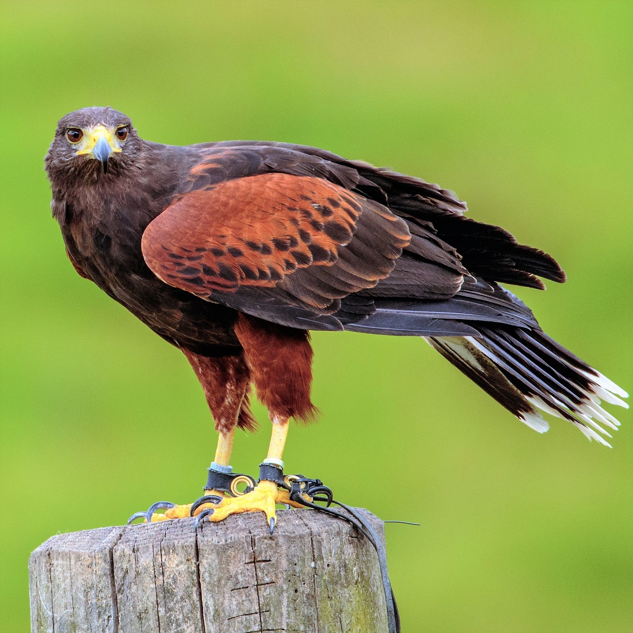 a close up of a bird of prey on a post, a portrait, by Dietmar Damerau, shutterstock contest winner, two legged with clawed feet, family photo, red skinned, maximus jacobs