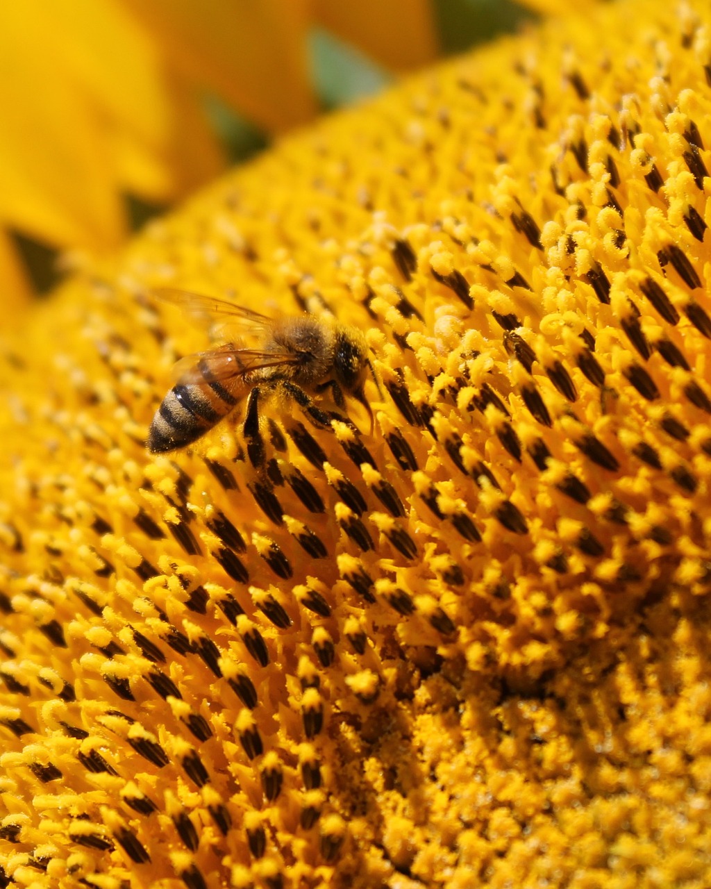 a close up of a bee on a sunflower, pexels, plein air, honeycomb structure, high res photo, panel, digging