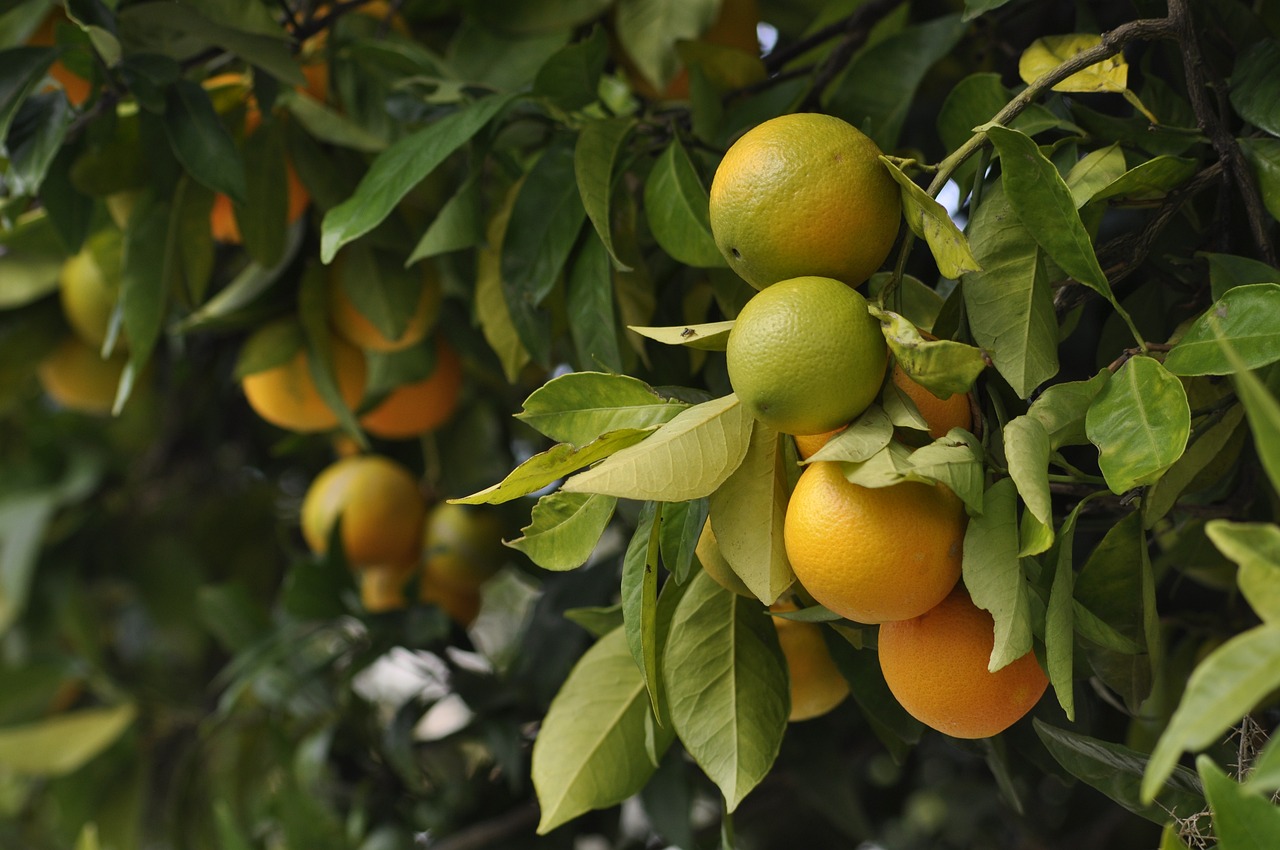 a bunch of oranges hanging from a tree, photograph credit: ap, beijing, lush foliage, grain”