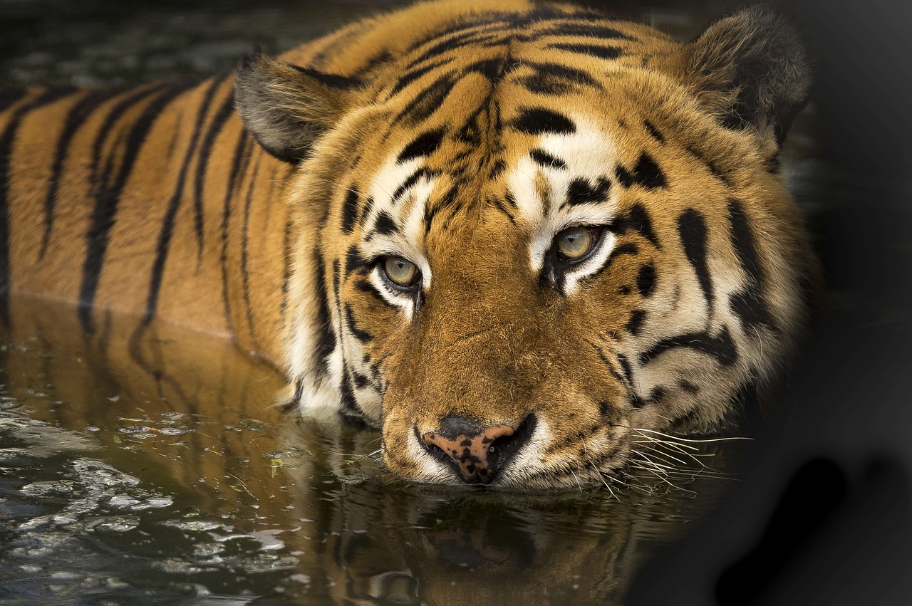 a close up of a tiger in a body of water, by Juergen von Huendeberg, flickr, sumatraism, india, drinking, portrait”, end of an era