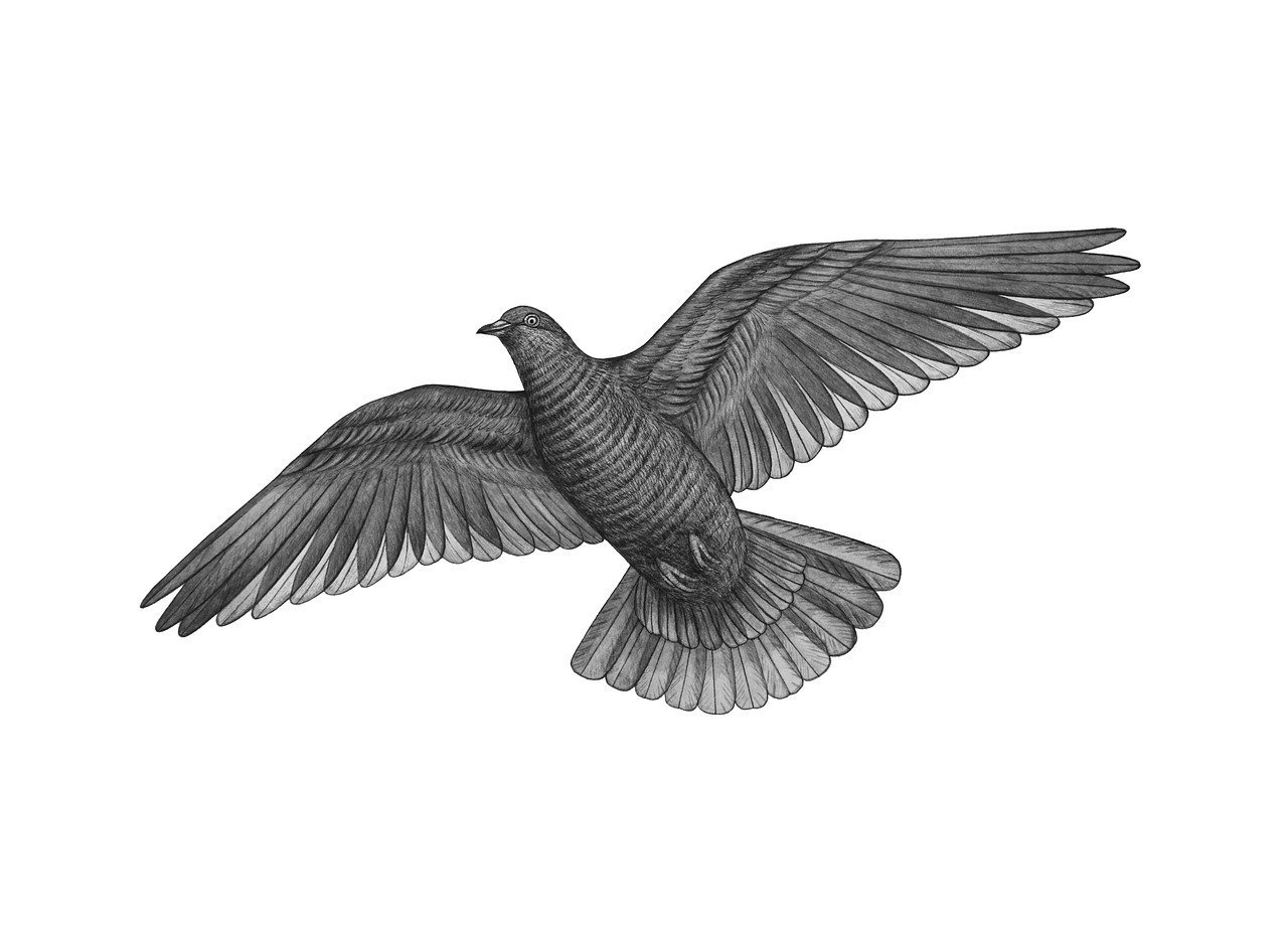 a bird that is flying in the air, an illustration of, shutterstock, renaissance, black and whitehighly detailed, hyperrealistic illustration, high detail illustration, symmetrical illustration