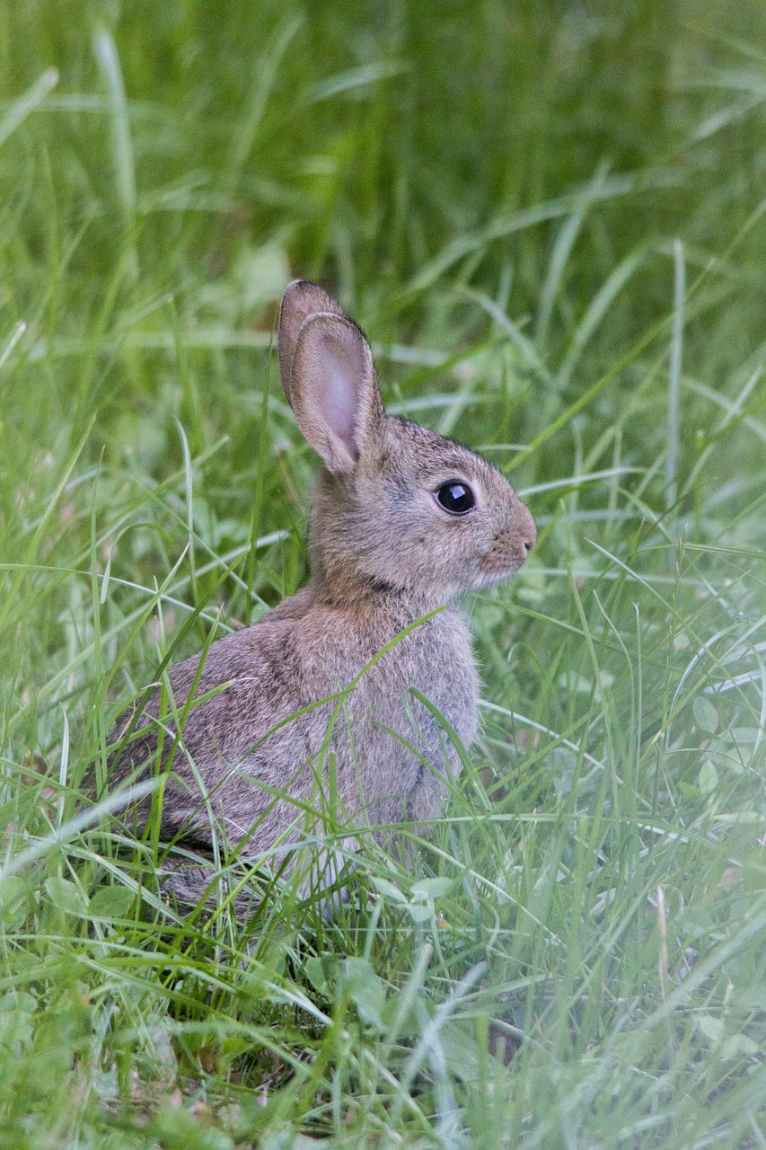 a rabbit that is sitting in the grass, by Hans Schwarz, flickr, hatched ear, highly detaild, tyler west, f/3.2