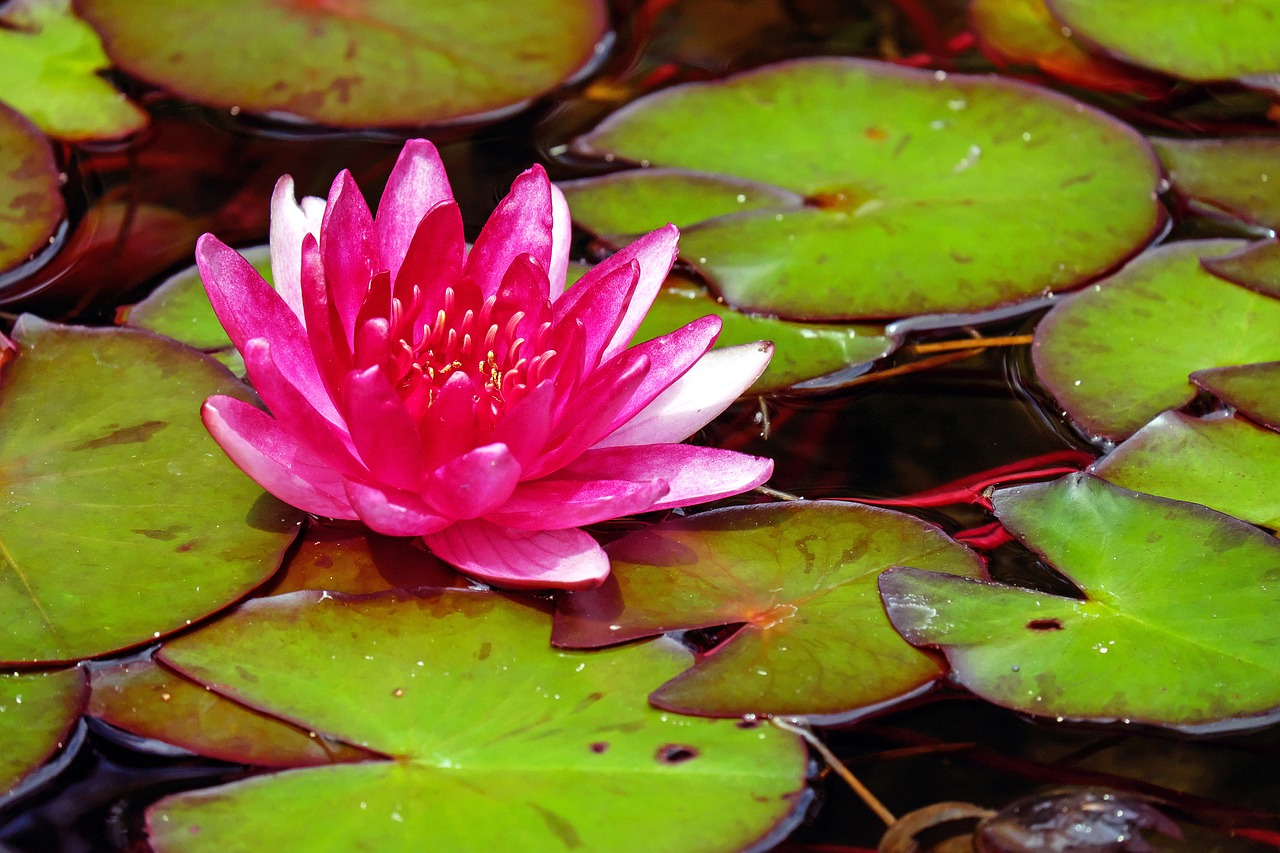 a pink flower sitting on top of a green leaf covered pond, a picture, by Susan Heidi, pexels, hurufiyya, red water, lying on lily pad, rich flower colors, wallpaper - 1 0 2 4