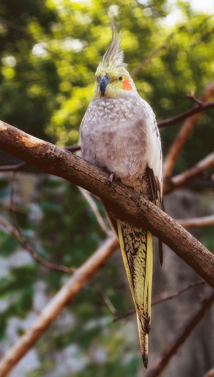 a bird sitting on top of a tree branch, a portrait, inspired by Melchior d'Hondecoeter, shutterstock, australian, golden dappled lighting, long tail, large red eyes!!!