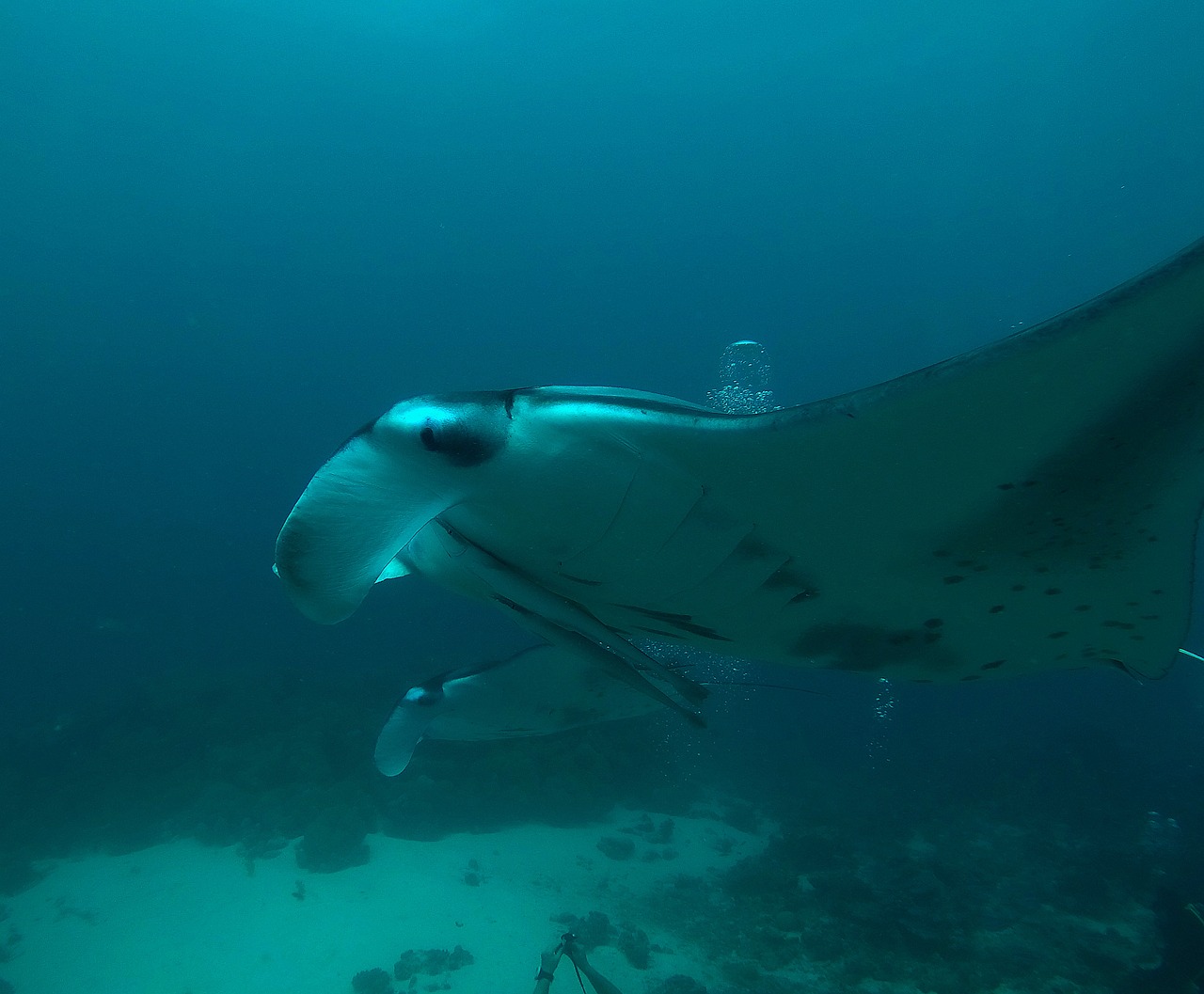 a manta ray swimming in the ocean, happening, wide angel shot, instrument, innocent look, long arm